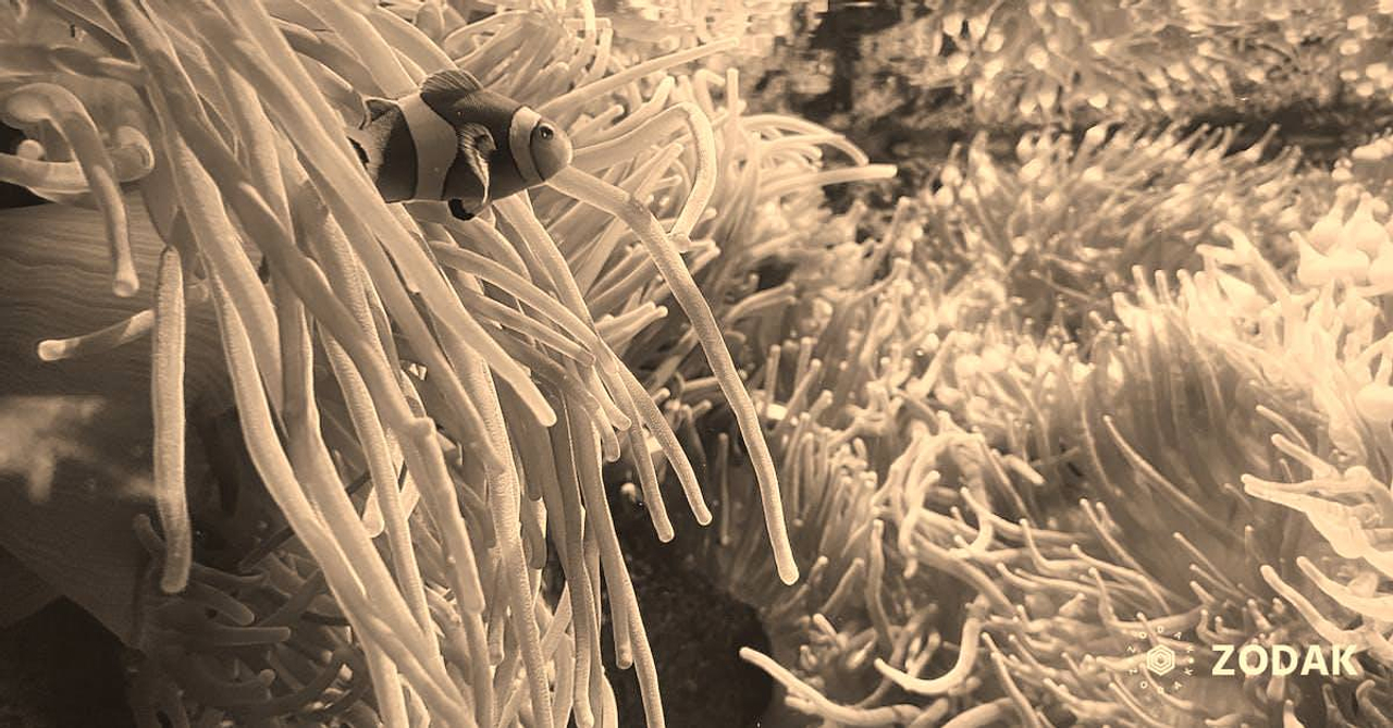 Amphiprion ocellaris in exotic corals underwater