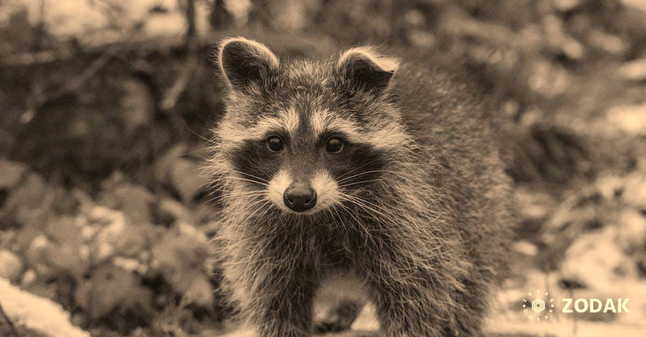 Funny wild raccoon exploring countryside