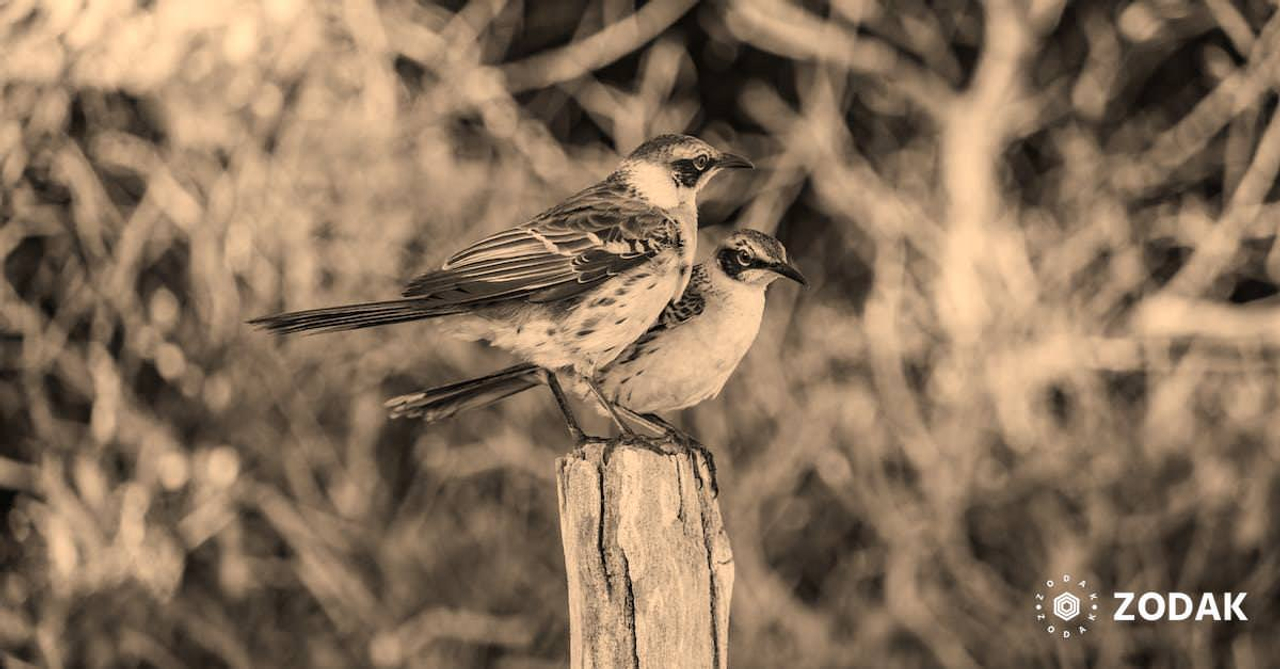 A Couple of Birds Perched on a Wooden Post