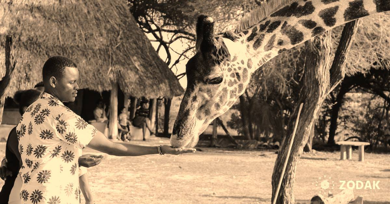 Person Feeding Giraffe