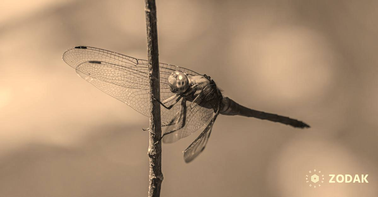 Brown and Black Dragonfly Perched on Brown Stem in Close Up Photography