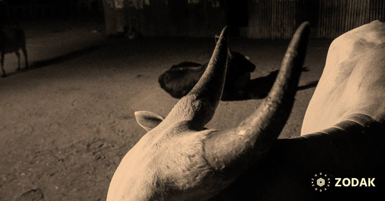 From above black and white of calm domestic bull with big horns standing in barn