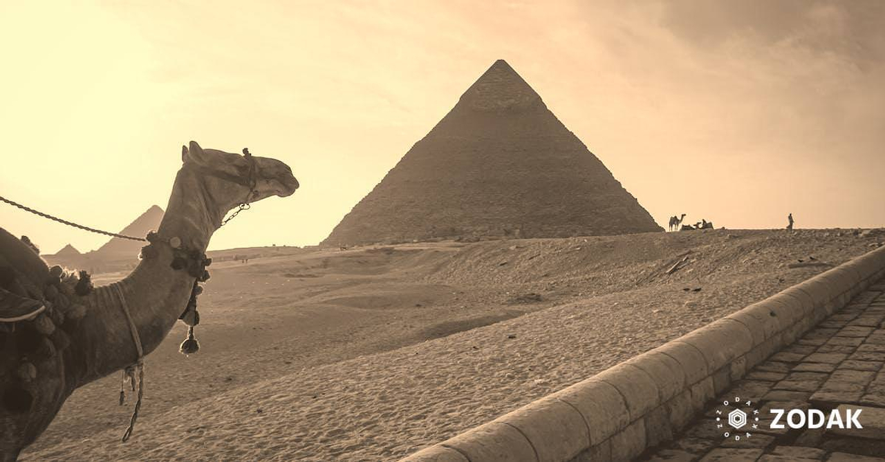 Camel standing against famous Great Pyramids in Egypt